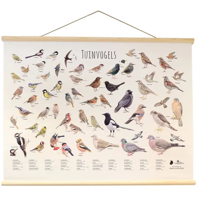 Vogelbescherming Nederland CJ Wildlife - Tuinvogels wandposter - Getekend door Elwin van der Klok - Poster vogels - Cadeau Wit