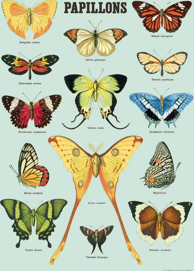 Cavallini & Co Vintage poster/schoolplaat - Vlinders (B) Lichtblauw