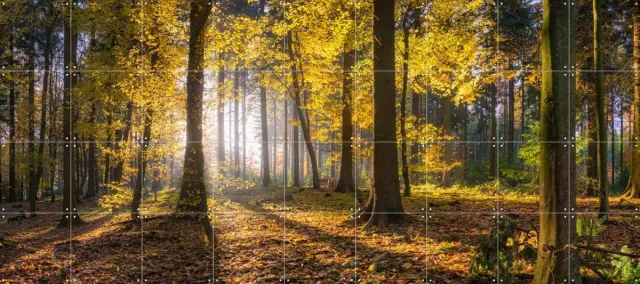 IXXI panoramic forest, Jan Becke - 180 x 80 cm - Grote wanddecoratie en posters - Impressionisme, Fotografie, Naturalisme, Slaapkamer, Woonkamer Geel
