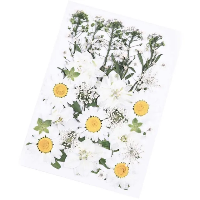 Famanu Geperste gedroogde bloemen en bladeren, gemengde set voor kunst en scrapbooking, verpakt