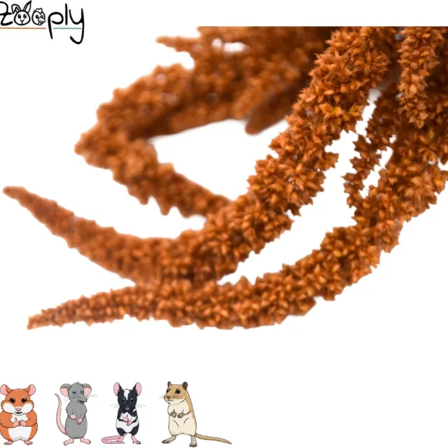 Zooply Amarant - Oranje - 70 gram - in koker