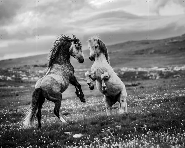 IXXI Wild and Free, Bridgeman Images - 100 x 80 cm - Grote wanddecoratie en posters - Fotografie, Woonkamer, Dieren, Wilde dieren, Natuur Zwart / Monochroom / Zwart en wit