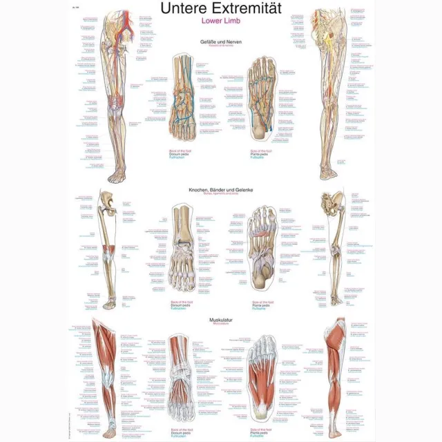 Erler-Zimmer Het menselijk lichaam poster - Onderste extremiteit poster (kunststof-folie, 70x100 cm)