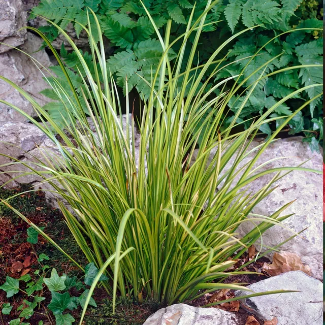 Bloomique Acorus Ogon - Dwergkalmoes - Vijverplanten - Winterhard - Hoogte 10-20 cm - Pot 9 cm Groen