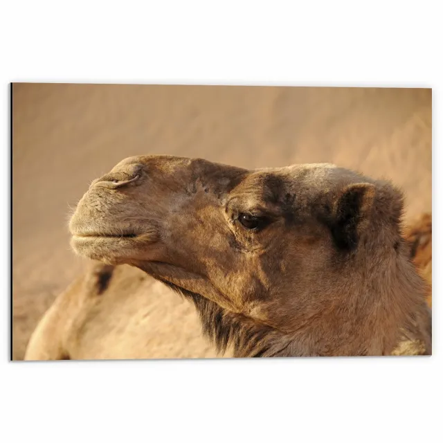 KuijsFotoprint Dibond - Kamelenkop - 60x40cm Foto op Aluminium (Met Ophangsysteem) Bruin