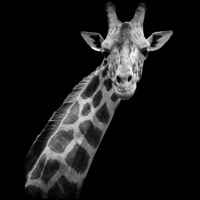 Vgdesign Giraffe portret zwart wit 50x70 cm tuinposter banner VGDesign onbekend