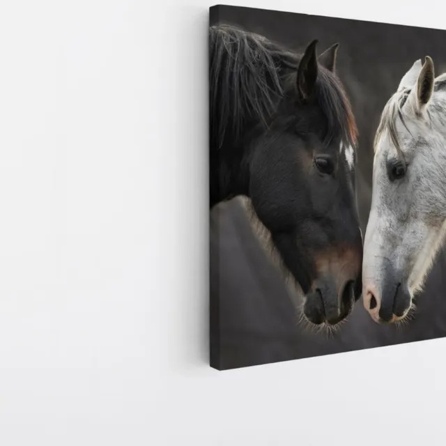 Saammp Canvas Schilderij - 2 Paarden - Liefdevol - Dieren - Natuur - 40x40 - Foto op canvas - Wanddecoratie - muurdecoratie Woonkamer - Slaapkamer decoratie - Canvas Print Multicolor