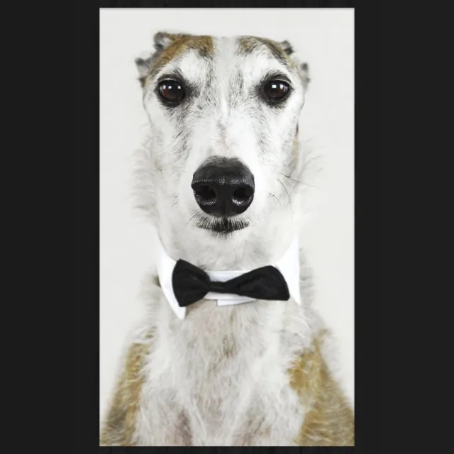 WANDKRAFT Schilderij - hond - sloughi - Collectie Faces - Forex met zwarte Lijst - 70x118cm Multi