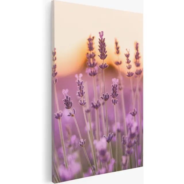 Saammp Canvas Schilderij - Lavendel Close-up - Zonsondergang - Landschap - Natuur - 40x50 - Foto op canvas - Wanddecoratie - Muurdecoratie Woonkamer - Slaapkamer decoratie - Canvas Print Multicolor