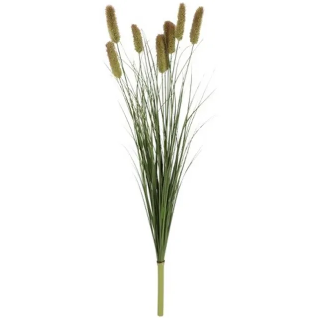 Kunst Pluim Perotis Indica