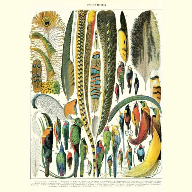Cavallini & Co Vintage poster/schoolplaat - Veren Multi Color