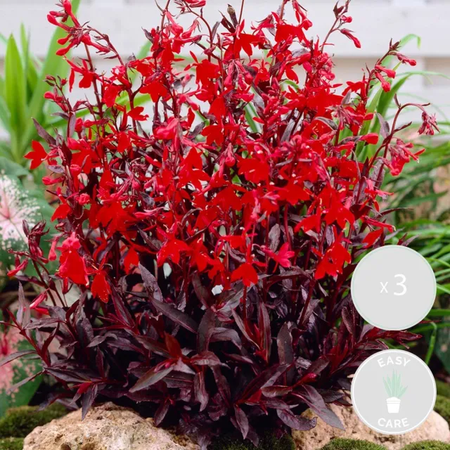 Bloomique Set van 3 - Lobelia Queen Victoria - Prachtlobelia - Rood - Vijverplanten - Waterplanten - Winterhard - Hoogte 20-30 cm - Pot 9 cm