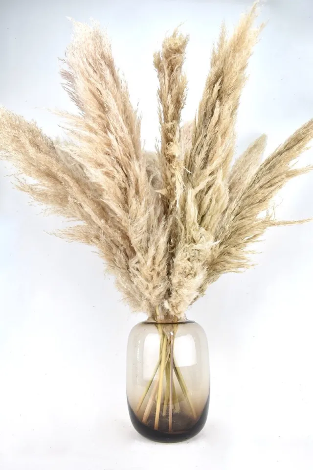 Natuurlijk Bloemen Pampas pluimen - Droogbloemen - 100 cm - 10 stuks Cortaderia - Natuurlijk Bloemen beige