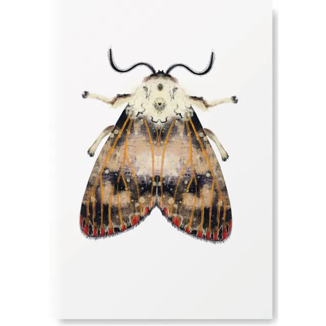 Natuurlijk Angelart Kunst Poster - Dieren Mot met stippen en vlekken - A3 Formaat - Wanddecoratie bruin