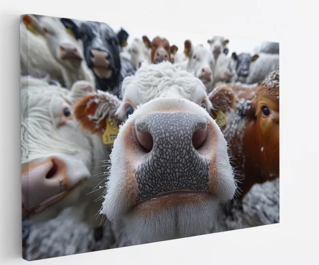 Saammp Canvas Schilderij - Grappige Koeien - Natuur - Dieren - 60x40 - Foto op canvas - Wanddecoratie - Muurdecoratie Woonkamer - Slaapkamer decoratie - Canvas Print Multicolor