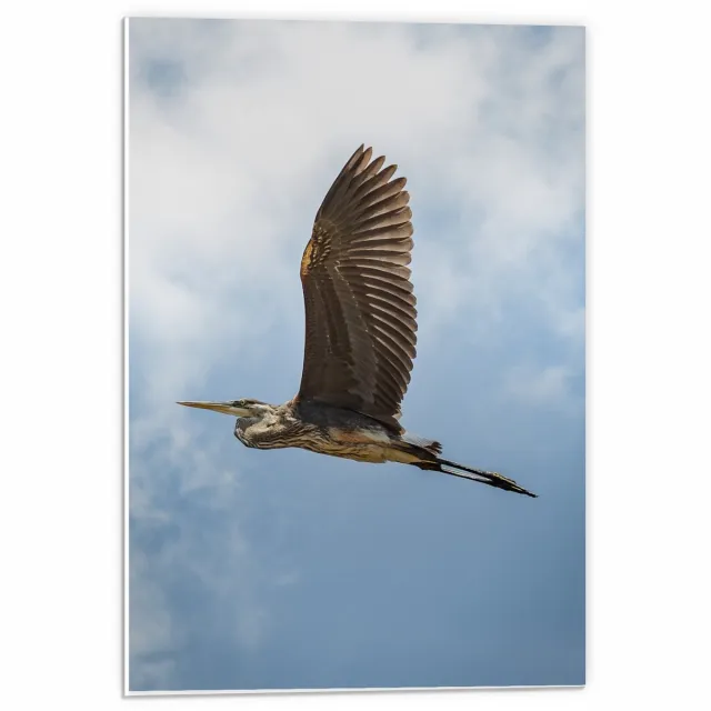 KuijsFotoprint Forex - Roofvogel in de Lucht - 40x60cm Foto op Forex Blauw