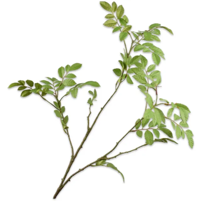 Silk-ka Kunstbloem - groen - H76 cm