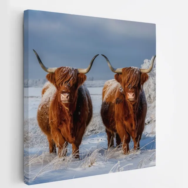Saammp Canvas Schilderij - Groep Schotse Hooglander Koe - Landschap - Dieren - Natuur - 30x30 - Foto op canvas - Wanddecoratie - muurdecoratie Woonkamer - Slaapkamer decoratie - Canvas Print Multicolor
