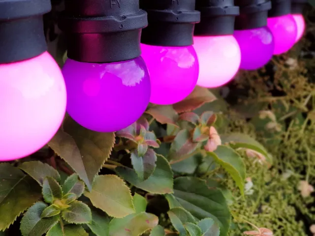 Happy Lights HappyLights lichtsnoer buiten [Outdoor] Purple Passion - 10 LED's - 5m