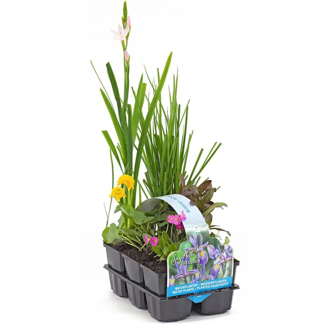 Moerings Bloeiende Vijverplanten Mix | In Thema Sixpack Geel
