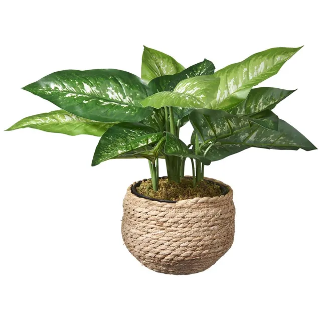 HTT Decorations Kunstplant Dieffenbachia H45cm in mand naturel - HTT Decorations kunstplanten