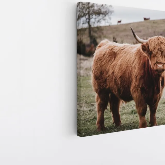 Saammp Canvas Schilderij - Groep Schotse Hooglander Koeien op de hooglanden - Dieren - Natuur - 20x20 - Foto op canvas - Wanddecoratie - muurdecoratie Woonkamer - Slaapkamer decoratie - Canvas Print Multicolor