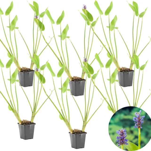 Bloomique Set van 6 - Pontederia Cordata - Moerashyacint - Snoekkruid - Vijverplanten - Waterplanten - Winterhard - Hoogte 10-20 cm - Pot 9 cm 6x Kweekpot