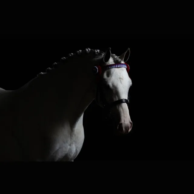 Wit paard in donker 130x70 cm tuinposter banner VGDesign