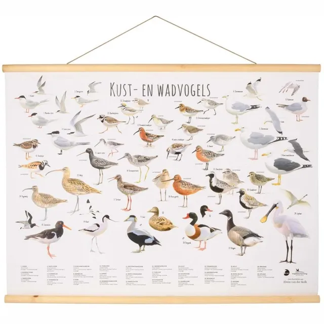 C J Wildlife CJ Wildlife - Kust- en waddenvogel wandposter - Getekend door Elwin van der Klok - Poster vogels - Cadeau onbekend