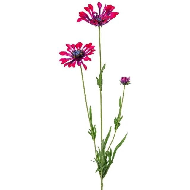 Gasper Kaapse Margrieten Roze-Bordeaux lepelbladig 66 cm