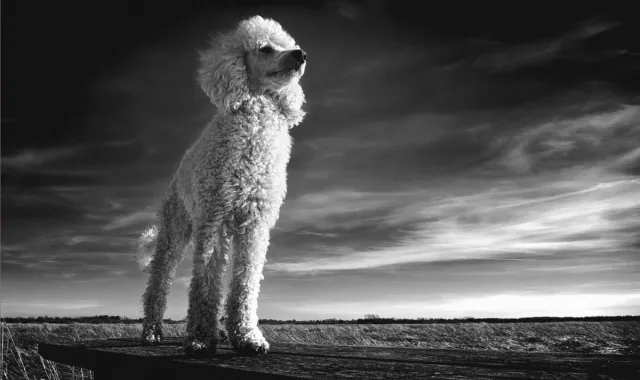 WANDKRAFT Schilderij - hond - poedel - Collectie faces - Glas - 118x70cm Black-White