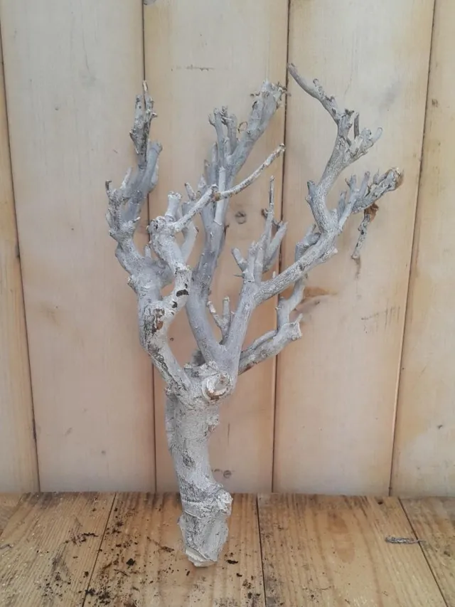 Warentuin Natuurlijk Decoratie tak wit 20 tot 30 cm Warentuin Natuurlijk