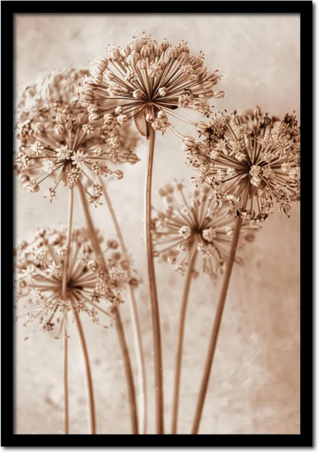 Plakkers Poster allium bloemen - 21cm x 30cm a4 - vintage - woonkamer - slaapkamer - bloemen posters - goedkoop - muurposter - natuur - wanddecoratie Full-colour