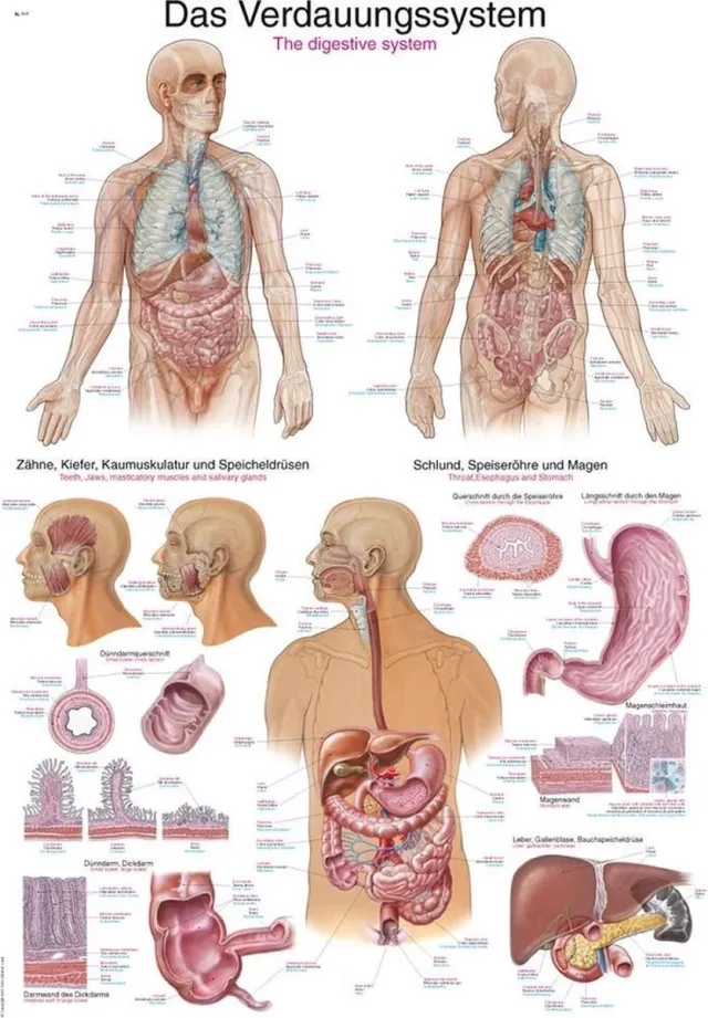 Erler-Zimmer Het menselijk lichaam - anatomie poster spijsvertering (Duits/Engels/Latijn, papier, 50x70 cm) zonder ophangsysteem