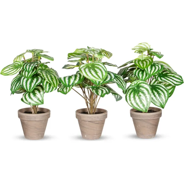 HTT Decorations Kunstplant Peperomia lichtgroen ( 3 stuks)