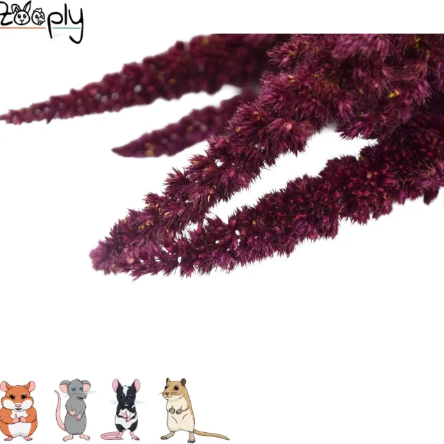 Zooply Amarant - Rood - 70 gram - in koker