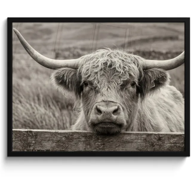 FrameYourWall Poster in lijst - Fotolijst 80x60 cm - Posters - Schotse hooglander - Zwart - Wit - Hout - Posterlijst zwart - Decoratie - Wanddecoratie woonkamer - Muurdecoratie slaapkamer