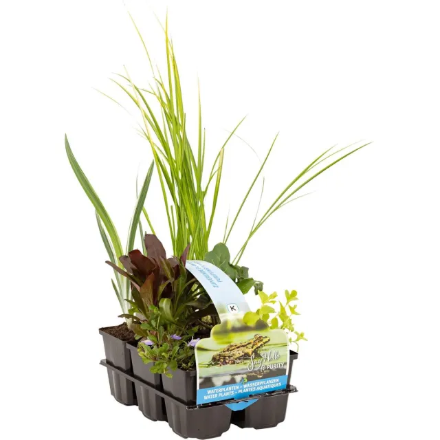 Moerings Zuiverende Vijverplanten Mix | In Thema Sixpack Groen