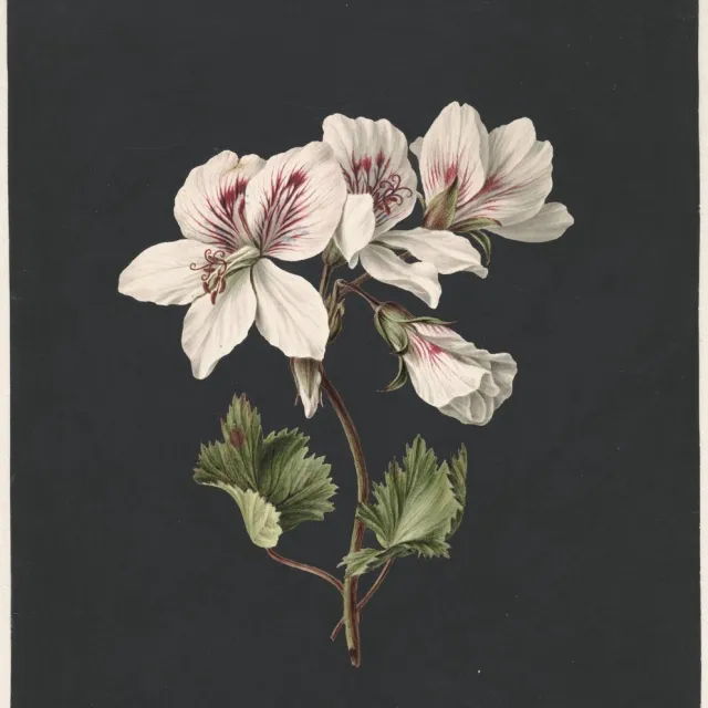 Esque Poster Bloem Met Donkere Achtergrond - M. de Gijselaar - 70x50 cm - Botanisch - Planten Roze