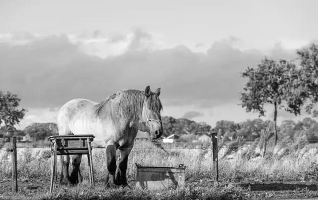 Passion For Art Trekpaarden TW8 - Foto - Ton van der Weerden - Fine Art Print op fotokwaliteit papier - 70 x 100 cm zwart-wit