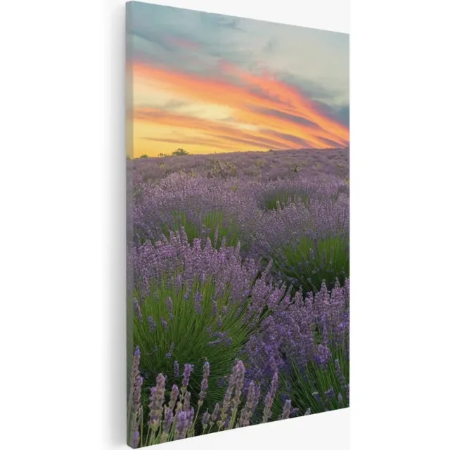 Saammp Canvas Schilderij - Lavendel planten - Bloemen - Landschap - Natuur - 75x100 - Foto op canvas - Wanddecoratie - Muurdecoratie Woonkamer - Slaapkamer decoratie - Canvas Print Multicolor