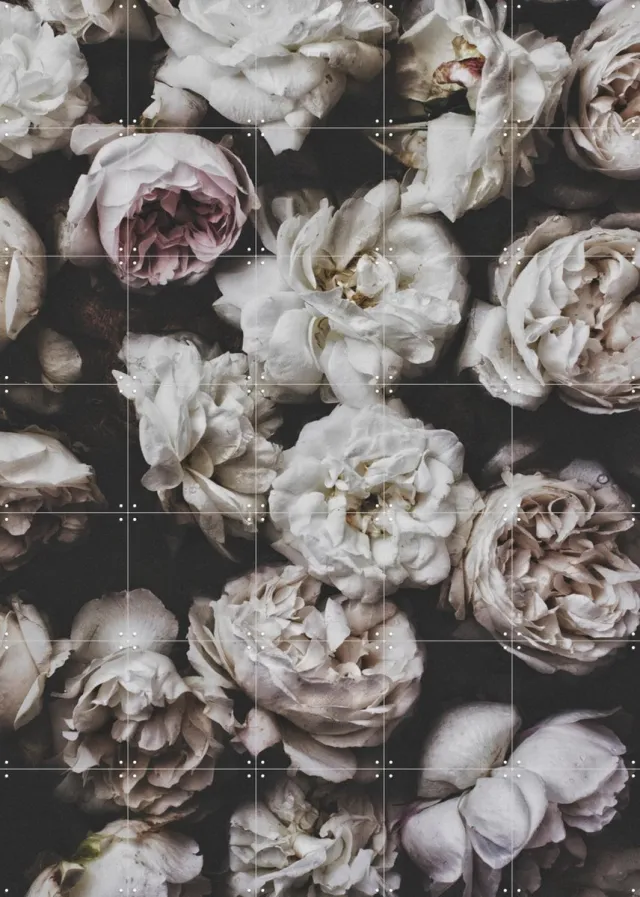 IXXI Peony Roses, STUDIO HANNAH LEMHOLT - 100 x 140 cm - Grote wanddecoratie en posters - Fotografie, Slaapkamer, Woonkamer, Botanisch, Natuur Wit / Donkere tinten