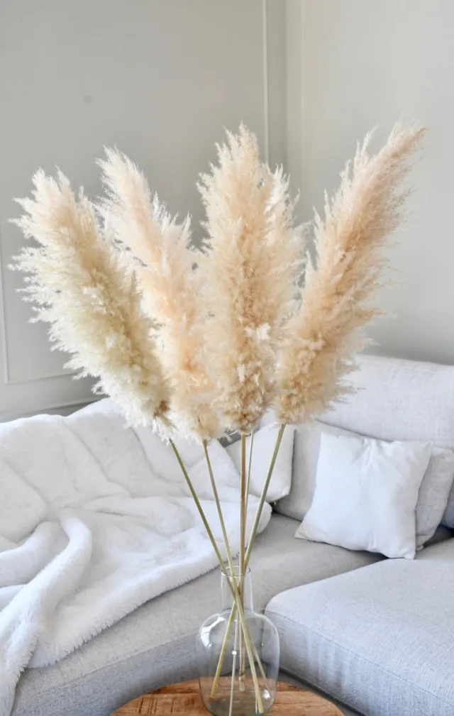 HoA Decorations Luxe Beige Pampas pluimen | 5 stuks | XXL Pampasgrass | Droogbloemen | 100 cm| Boeket decoratie pluimen | Woondecoratie | Decoratie | Luxury Living | Rietpluimen
