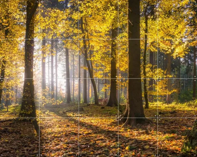 IXXI panoramic forest, Jan Becke - 100 x 80 cm - Grote wanddecoratie en posters - Impressionisme, Fotografie, Naturalisme, Slaapkamer, Woonkamer Geel