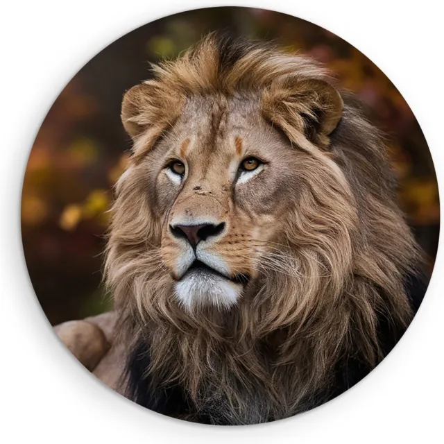 Saammp Forex Muurcirkel - Leeuw tussen de herfst bladeren - Dieren - Natuur - Ø 70 - Wandcirkel - Wanddecoratie Cirkel - Muurdecoratie Woonkamer - Slaapkamer decoratie - Rond Schilderij