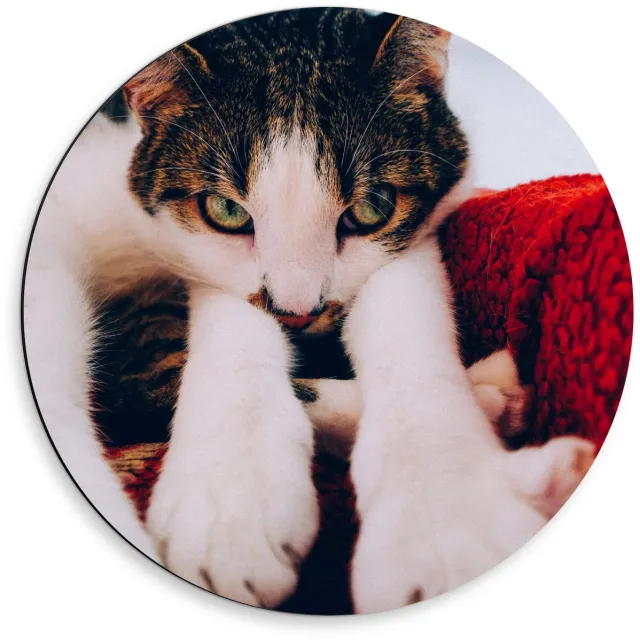 KuijsFotoprint Dibond Wandcirkel - Onschuldige Bruine Kat - 50x50cm Foto op Aluminium Wandcirkel (met ophangsysteem) Rood