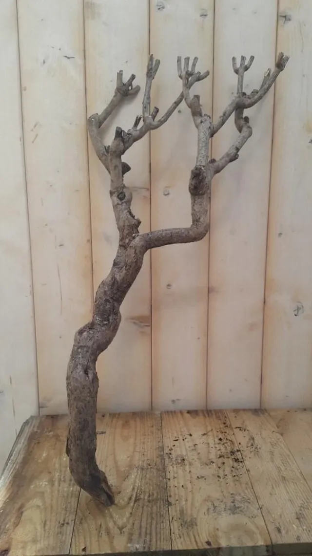 Warentuin Natuurlijk Decoratie tak klein 20 tot 30 cm Warentuin Natuurlijk onbekend