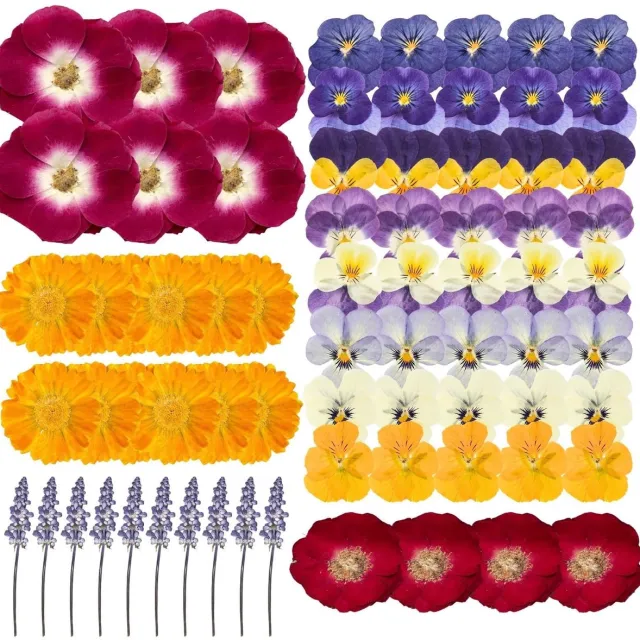 Famanu Gedroogde bloemen, set van 70 stuks voor DIY handwerk en creatieve projecten Zwart
