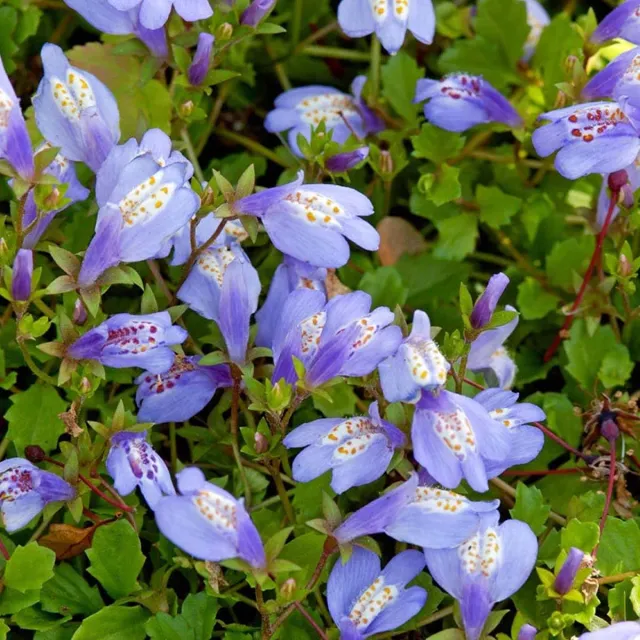 Bloomique Set van 3 - Mazus Reptans - Vijverplanten - Waterplanten - Winterhard - Hoogte 10-20 cm - Pot 9 cm Blauw