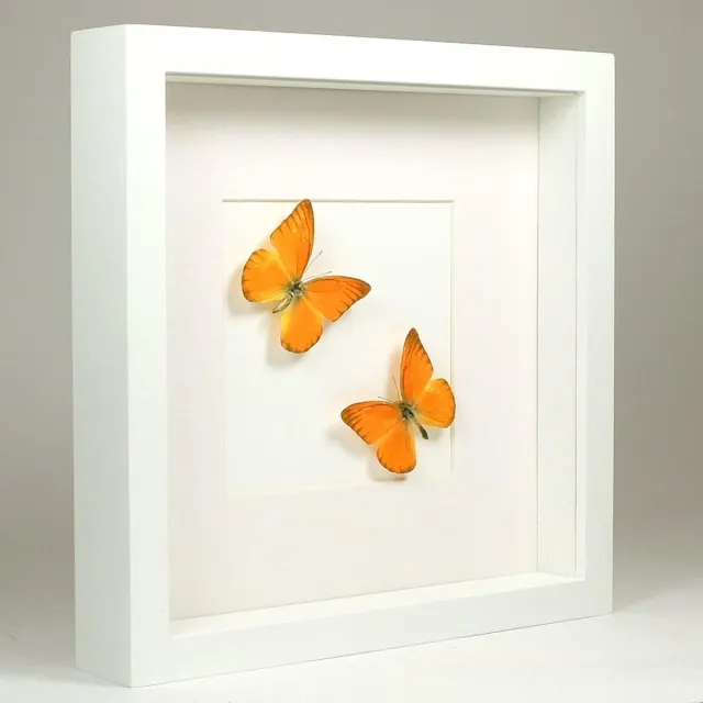Vlinders in Lijst Opgezette Vlinder in Witte Lijst - Appias Nero 2x